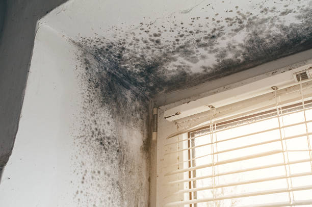 Affordable Attic Mold Remediation solutions in Deer Park, IL